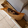 Mia a rejoint le concours — aidez-le/la à gagner de superbes lots ! animal, architecture, bag, box, building, canine, cardboard, carton, cat, clothing, couch, dog, furniture, hosiery, indoors, interiordesign, pet, puppy, sock, wood