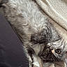 cat, fluffy, gray_fur, pet, animal, indoors, blanket, cozy, couch, lounging, upside_down, paw, pink_paw_pads, whiskers, eyes, portrait, close_up, relaxed, sleeping_area, home