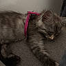 cat, kitten, sleeping, fluffy, gray_fur, pink_harness, pet, animal, couch, sofa, indoor, resting, lying_down, closed_eyes, whiskers, ears, paws, long_fur, cozy, nap