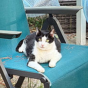 Vichy participe au concours pour gagner de l'argent avec cette photo : cat, black_and_white_cat, pet, animal, feline, sitting, lying_down, outdoor, patio, garden, chair, lounge_chair, turquoise, red_object, plants, gravel, backyard, sunlight, portrait, relaxed