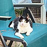 cat, black_and_white_cat, pet, animal, feline, sitting, lying_down, outdoor, patio, garden, chair, lounge_chair, turquoise, red_object, plants, gravel, backyard, sunlight, portrait, relaxed