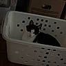 Vichy a rejoint le concours — aidez-le/la à gagner de superbes lots ! cat, black_and_white_cat, animal, pet, feline, sitting, laundry_basket, basket, indoor, dim_lighting, storage_bins, cardboard_box, clothing, fabric, wooden_floor, home, portrait, ears, whiskers, relaxed
