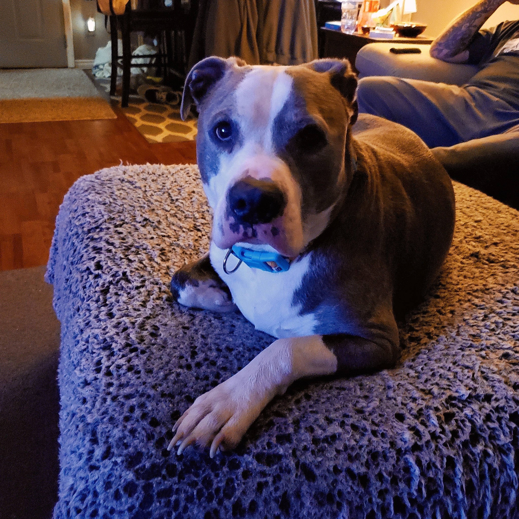 Bullder is registered to the contest to win money with this photo: blue, canidae, carnivore, collar, comfort, companion_dog, couch, dog, dog_breed, fawn, floor, flooring, hardwood, houseplant, pet_supply, snout, sporting_group, whiskers, wood, working_animal