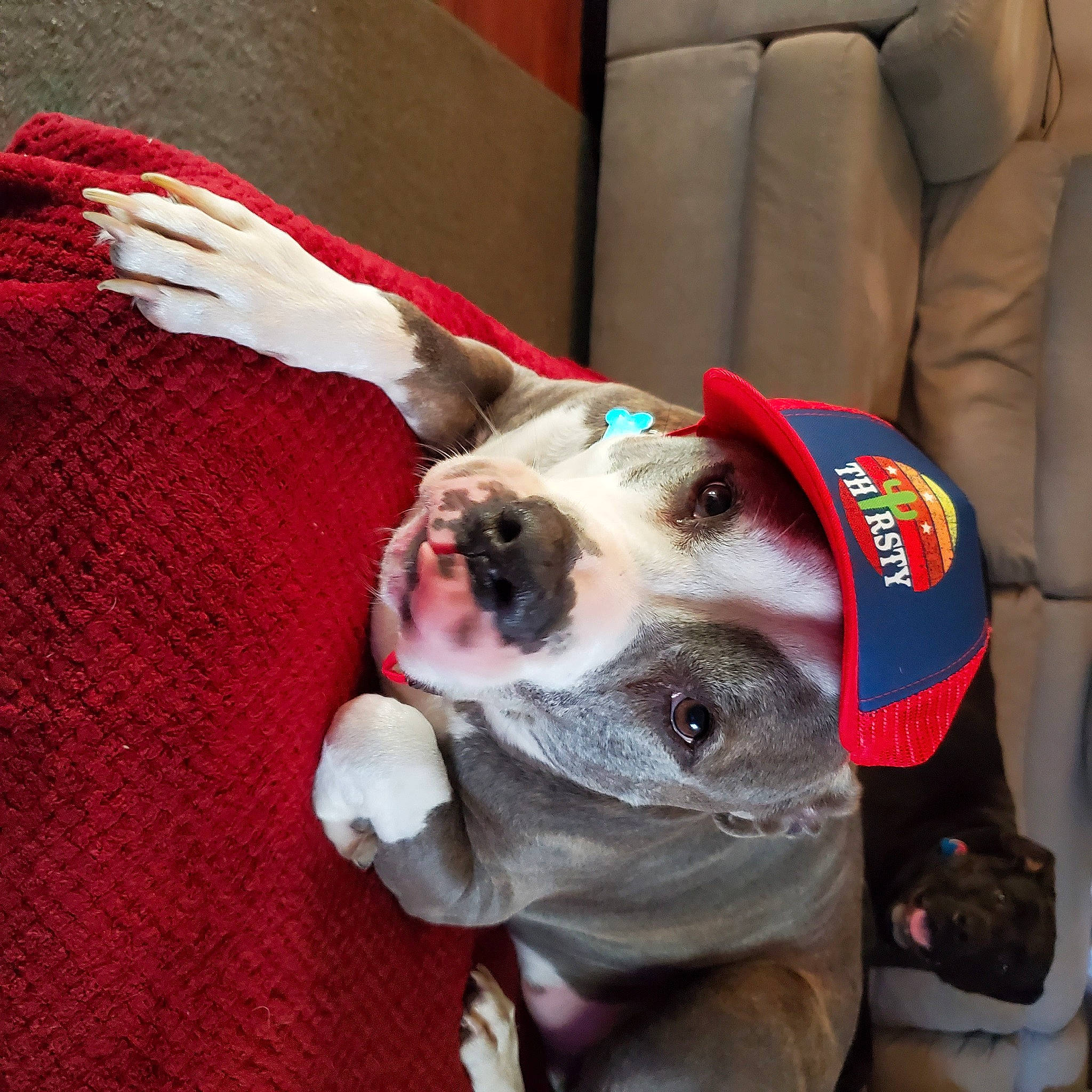 Bullder is registered to the contest to win money with this photo: canidae, carnivore, collar, companion_dog, couch, dog, dog_breed, dog_collar, dog_supply, ear, fashion_accessory, fawn, fur, leash, party_hat, pet_supply, snout, sporting_group, whiskers, working_animal