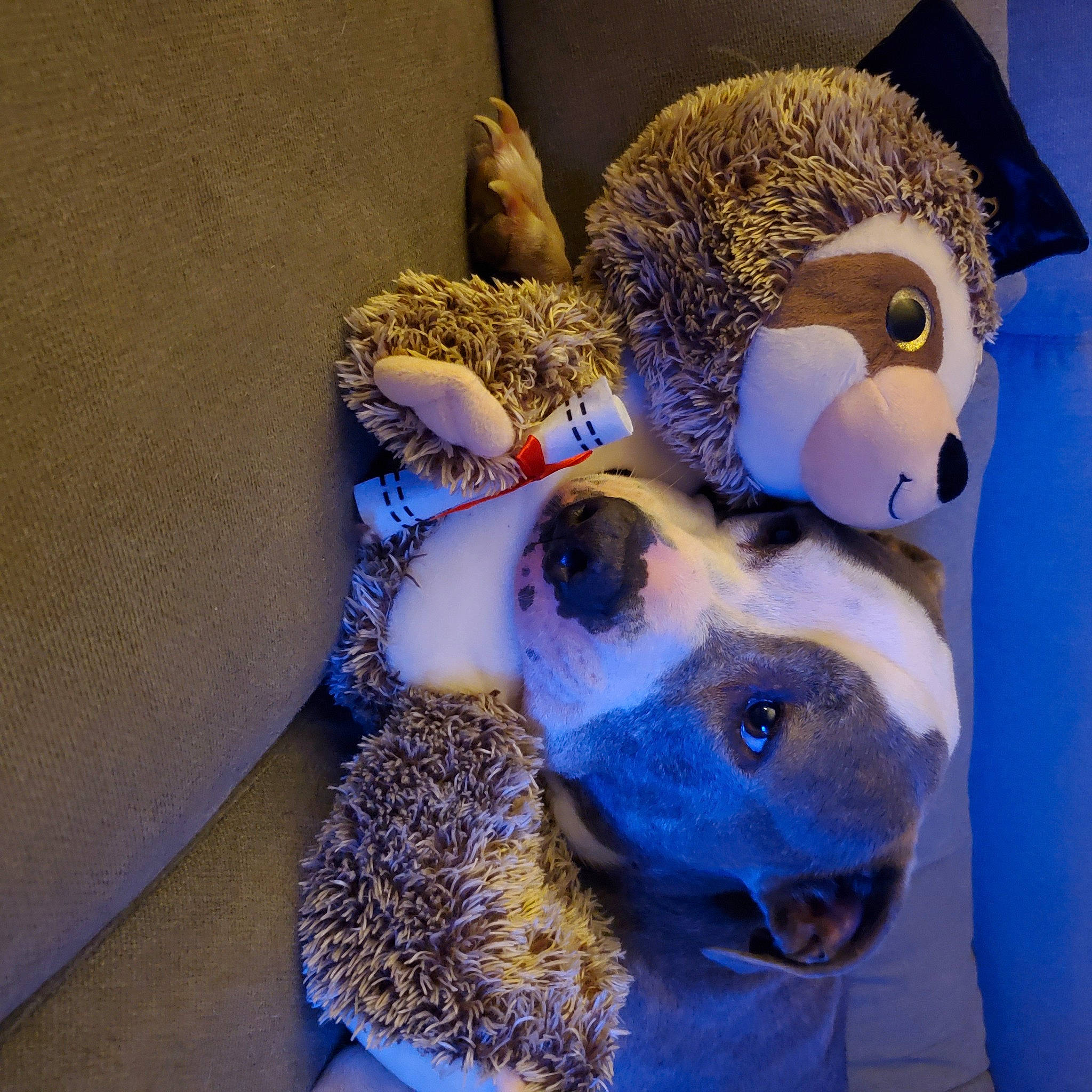 Bullder joined the competition — help win amazing prizes! art, baby_toys, bear, blue, electric_blue, fawn, felidae, fur, metal, plush, selfie, stuffed_toy, teddy_bear, textile, toy, whiskers, wool