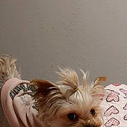 Brooklyn Anew Yorkie joined the competition — help win amazing prizes! dog, small_dog, puppy, cute, pet, pink_hoodie, clothing, fur, ears, tongue, blanket, hearts, indoor, wall, stretching, animal, adorable, face, young, playful