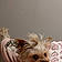Brooklyn Anew Yorkie