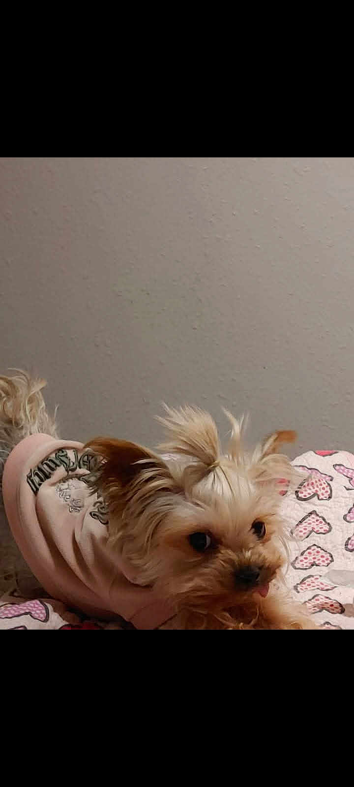 Brooklyn Anew Yorkie joined the competition — help win amazing prizes! dog, small_dog, puppy, cute, pet, pink_hoodie, clothing, fur, ears, tongue, blanket, hearts, indoor, wall, stretching, animal, adorable, face, young, playful