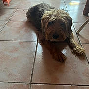 Gribouille a rejoint le concours — aidez-le/la à gagner de superbes lots ! dog, indoor, tile_floor, brown_fur, scruffy, pet, relaxed, shadow, door, glass, sunlight, home, animal, floor, laying_down, curious, cozy, quiet, resting, furniture_leg
