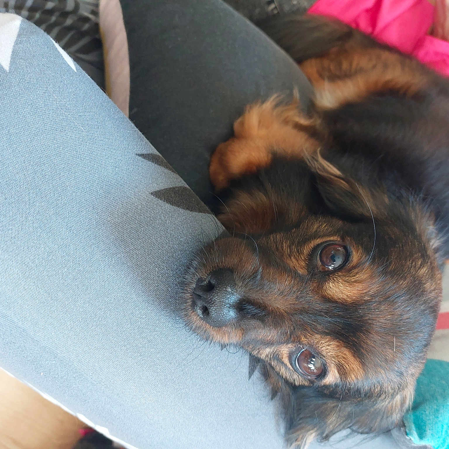 Idefix
