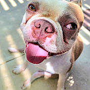 Kal is registered to the contest to win money with this photo: animal, brown_and_white, canine, close_up, cute, dog, face, friendly, fur, happy, outdoor, paw, pet, pink_nose, playful, shadow, smiling, sunlight, tongue, tongue_out