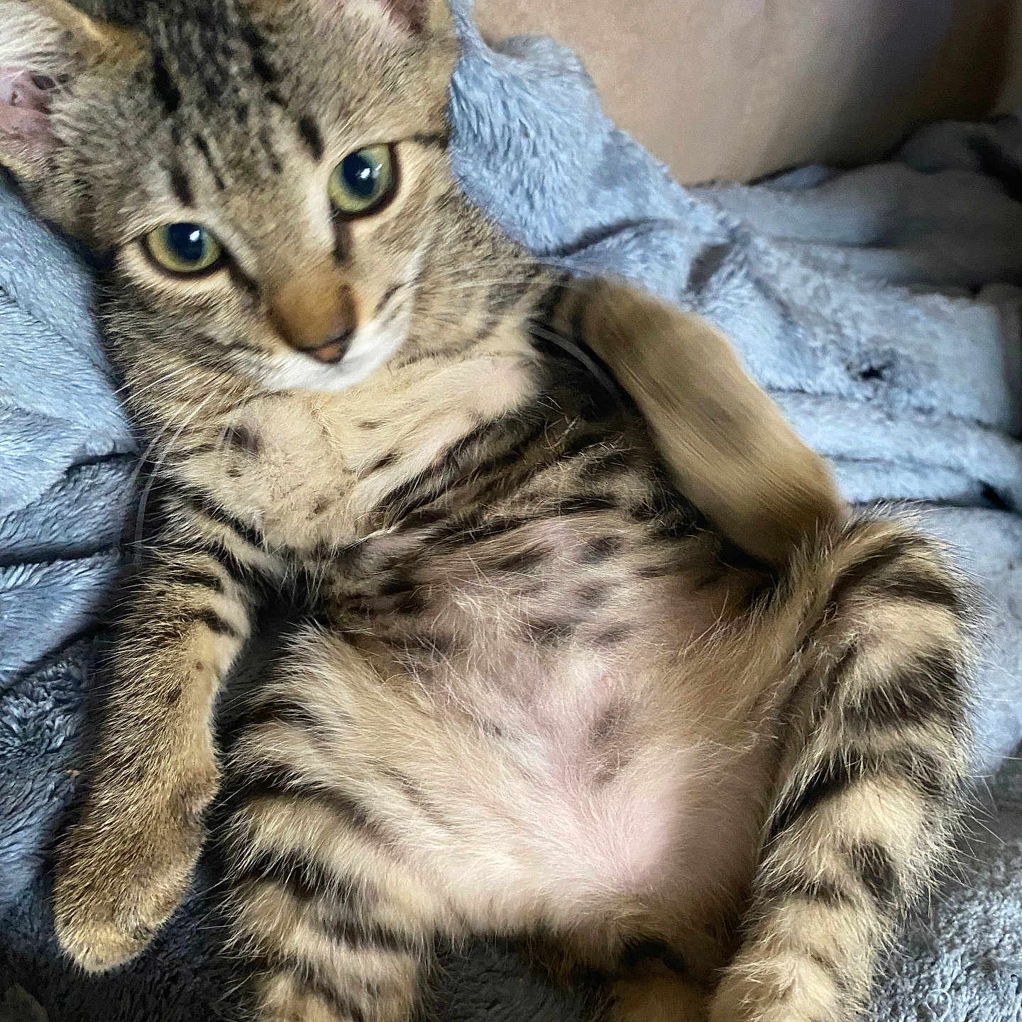 Pepper