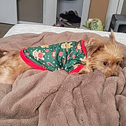 Bella is registered to the contest to win money with this photo: animal, bed, bedroom, blanket, canine, cushion, dog, furniture, homedecor, indoors, interiordesign, linen, person, pet, plant, pottedplant, puppy, quilt, room, sleeping
