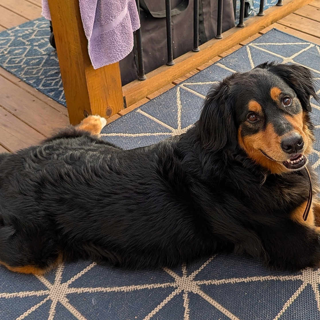 Rex joined the competition — help win amazing prizes! animal, architecture, building, canine, cat, deck, dog, hardwood, homedecor, hound, house, housing, indoors, interiordesign, mat, pet, porch, puppy, slate, wood