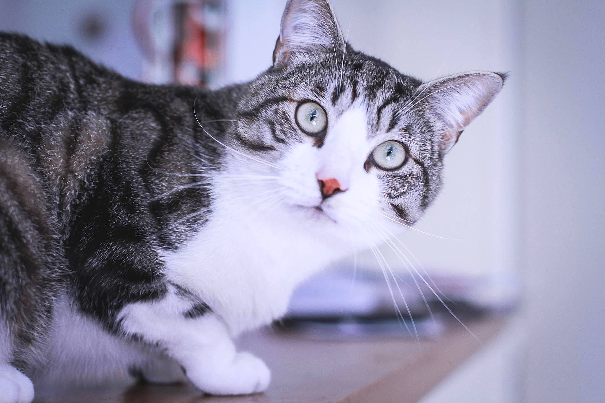 Kubrick participe au concours pour gagner de l'argent avec cette photo : aegean_cat, american_shorthair, american_wirehair, asian, australian_mist, carnivore, cat, domestic_short_haired_cat, dragon_li, european_shorthair, felidae, fur, kitten, mammal, paw, polydactyl_cat, small_to_medium_sized_cats, snout, tabby_cat, whiskers