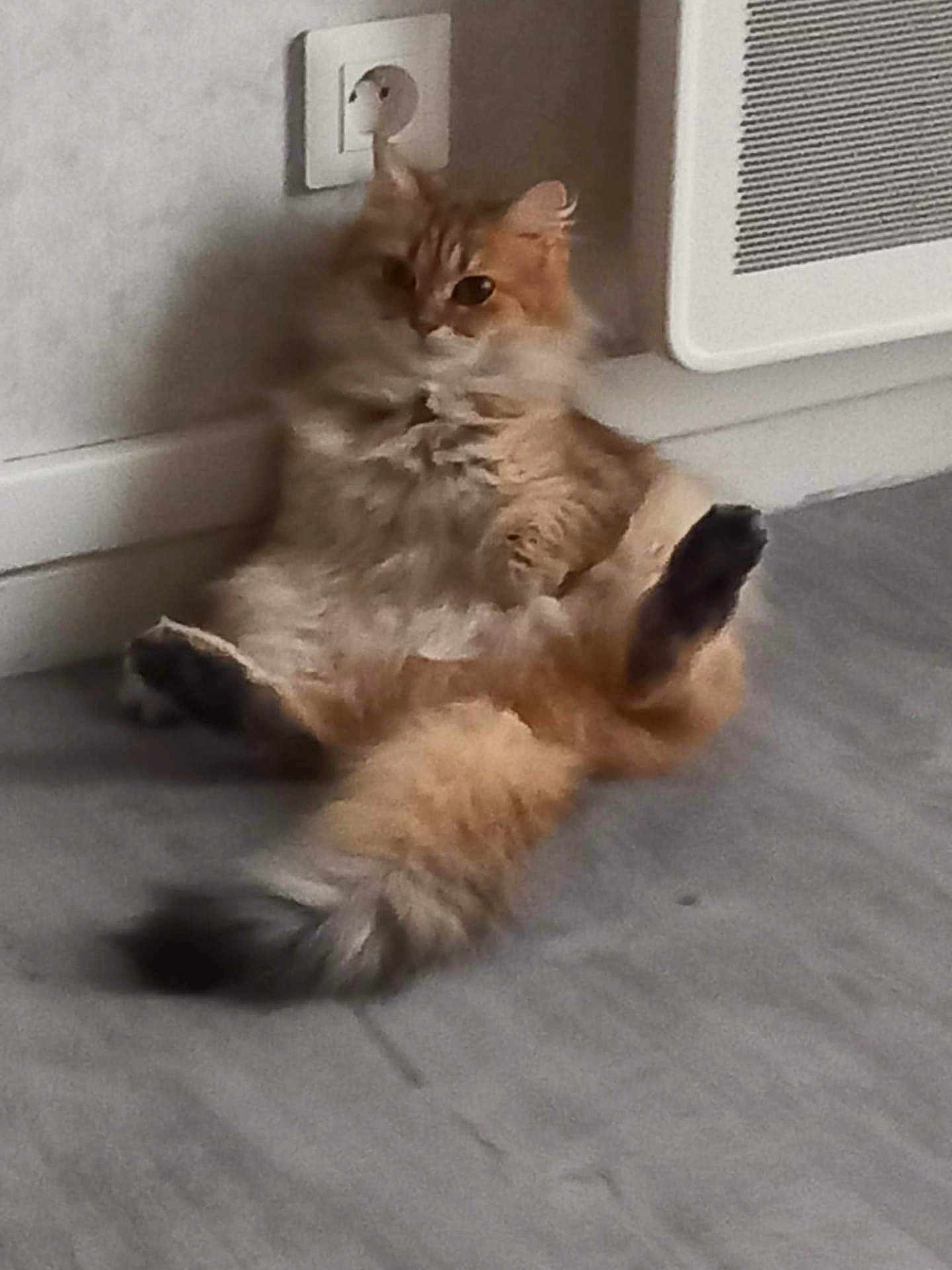 Fifille participe au concours pour gagner de l'argent avec cette photo : cat, orange_cat, fluffy, sitting, floor, indoor, wall_socket, heater, curious, relaxed_pose, pet, feline, fur, tail, paws, home, animal, cute, funny_pose, domestic