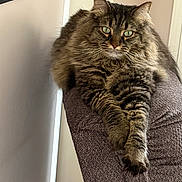Chance is registered to the contest to win money with this photo: cat, tabby_cat, fluffy_fur, green_eyes, indoor, armchair, furniture, relaxed, paws, lounging, pet, domestic_animal, feline, cozy, home, animal, portrait, resting, calm, long_hair