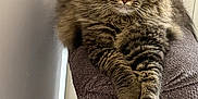 Chance is registered to the contest to win money with this photo: cat, tabby_cat, fluffy_fur, green_eyes, indoor, armchair, furniture, relaxed, paws, lounging, pet, domestic_animal, feline, cozy, home, animal, portrait, resting, calm, long_hair