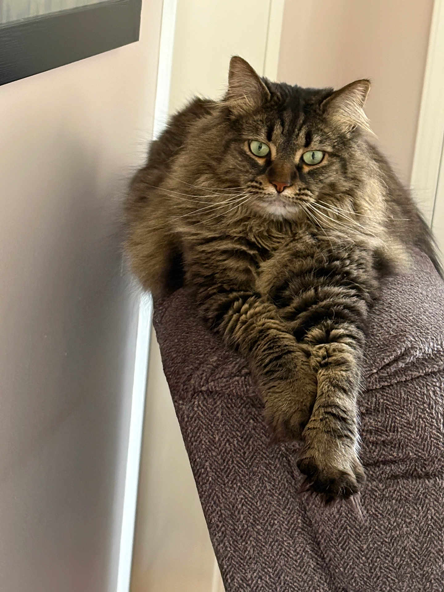 Chance is registered to the contest to win money with this photo: cat, tabby_cat, fluffy_fur, green_eyes, indoor, armchair, furniture, relaxed, paws, lounging, pet, domestic_animal, feline, cozy, home, animal, portrait, resting, calm, long_hair