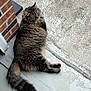 cat, tabby_cat, fluffy, pet, animal, outdoor, concrete, doorstep, brick_wall, relaxing, fur, tail, paws, resting, side_view, domestic_cat, quiet, natural_light, foot, texture
