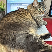 Chance joined the competition — help win amazing prizes! cat, tabby, fluffy, laptop, keyboard, indoor, desk, red_desk, plant, green_eyes, pet, feline, home_office, computer, relaxed, fur, animal, technology, workspace, cozy