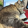 cat, tabby, fluffy, laptop, keyboard, indoor, desk, red_desk, plant, green_eyes, pet, feline, home_office, computer, relaxed, fur, animal, technology, workspace, cozy