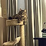 Chance joined the competition — help win amazing prizes! cat, tabby, cat_tree, indoor, pet, feline, carpeted, curtains, table, headset, relaxed, animal, fur, looking, resting, home, cozy, mammal, window, furniture