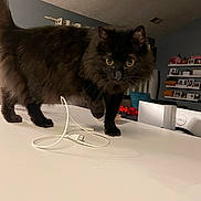 Athena joined the competition — help win amazing prizes! animal, black_cat, cat, cozy, curious, domestic_animal, feline, floor, furniture, home, house, indoor, living_room, pet, photoframe, shelf, table, tail, usb_cable, whiskers