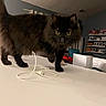 animal, black_cat, cat, cozy, curious, domestic_animal, feline, floor, furniture, home, house, indoor, living_room, pet, photoframe, shelf, table, tail, usb_cable, whiskers