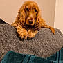 blanket, brown_fur, close_up, cocker_spaniel, companion, couch, cozy, curious, dog, domestic_animal, furry, indoor, living_room, long_ears, paws, pet, portrait, resting, upholstery, wall