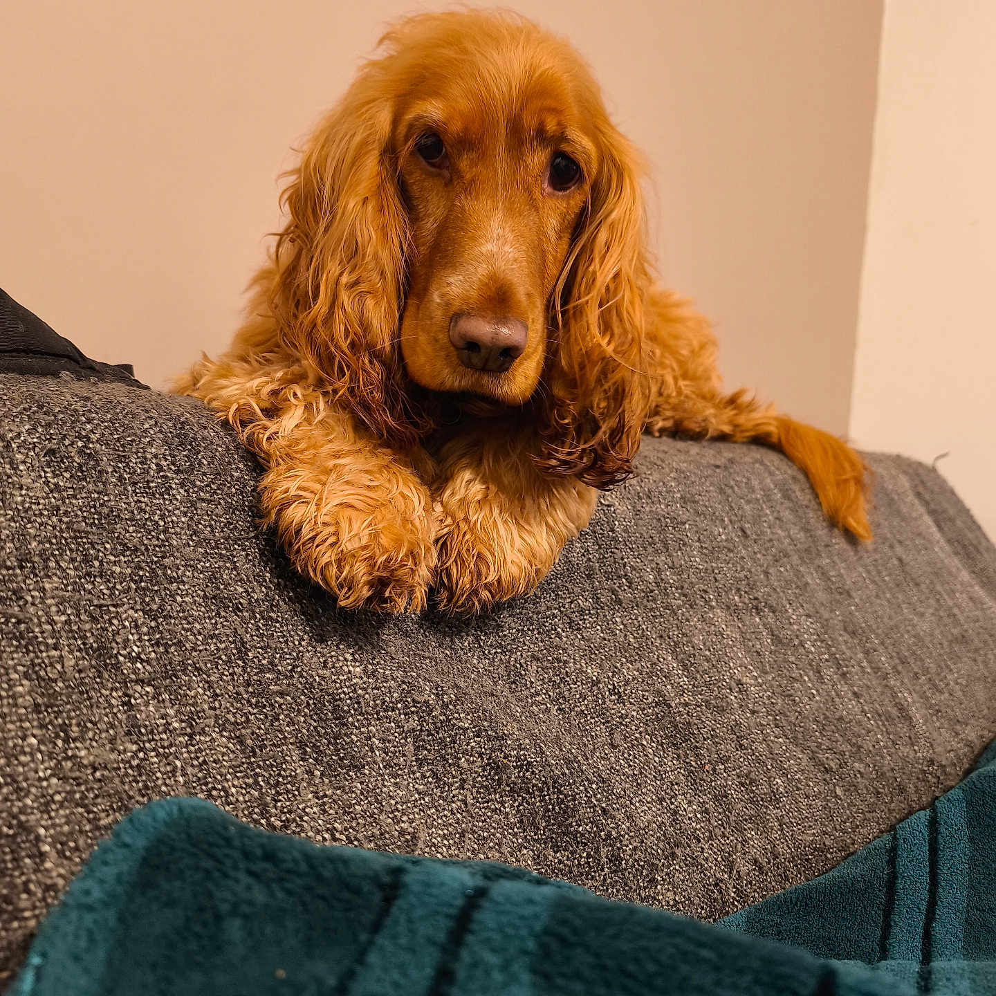 Roxy participe au concours pour gagner de l'argent avec cette photo : blanket, brown_fur, close_up, cocker_spaniel, companion, couch, cozy, curious, dog, domestic_animal, furry, indoor, living_room, long_ears, paws, pet, portrait, resting, upholstery, wall