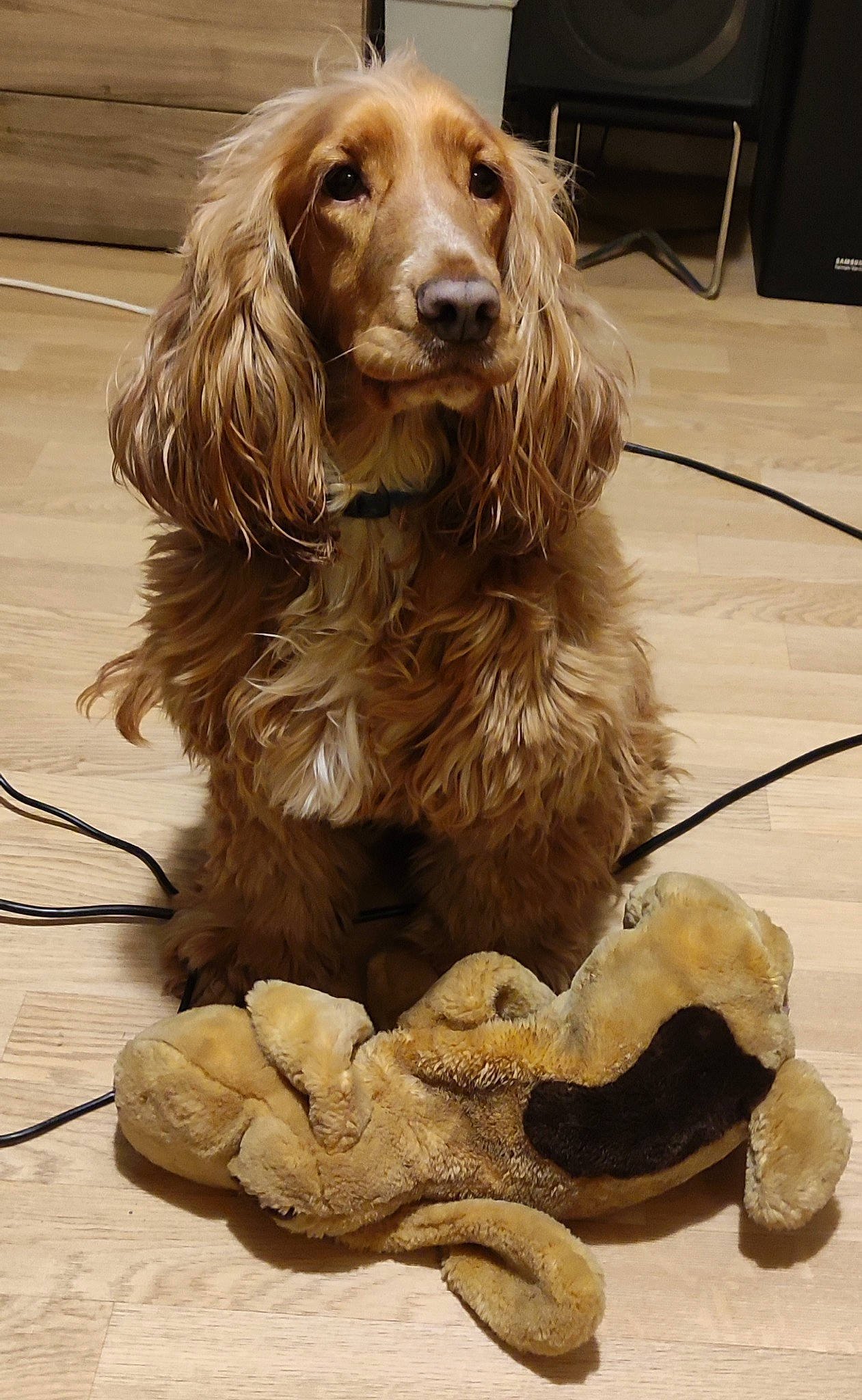 Roxy participe au concours pour gagner de l'argent avec cette photo : art, artifact, canidae, carnivore, companion_dog, dog, dog_breed, flooring, fur, gun_dog, hardwood, liver, sculpture, snout, spaniel, sporting_group, wood