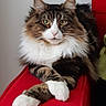 cat, maine_coon, longhaired, fluffy, fur, whiskers, green_eyes, white_chest, paws, crossed_paws, sitting, portrait, indoor, red_chair, furniture, pet, animal, closeup, centered, calm