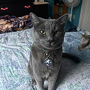 Smokey joined the competition — help win amazing prizes! animal, bed, bedspread, cat, collar, cozy, cute, domestic, dresser, fan, floral_pattern, furniture, gray_cat, home, indoor, looking_at_camera, pet, sitting, tag, yellow_eyes