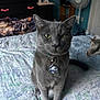 animal, bed, bedspread, cat, collar, cozy, cute, domestic, dresser, fan, floral_pattern, furniture, gray_cat, home, indoor, looking_at_camera, pet, sitting, tag, yellow_eyes