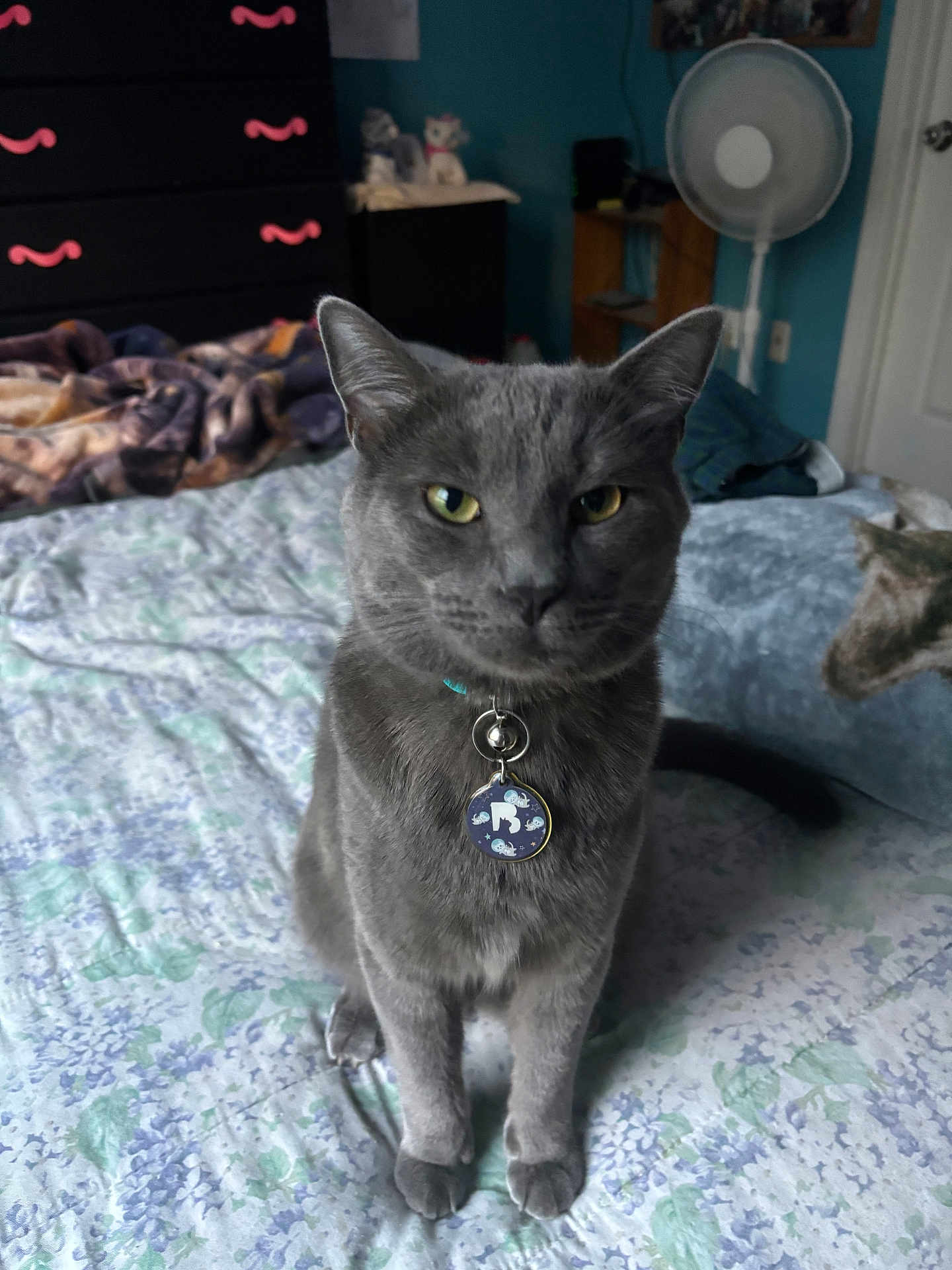 Smokey joined the competition — help win amazing prizes! animal, bed, bedspread, cat, collar, cozy, cute, domestic, dresser, fan, floral_pattern, furniture, gray_cat, home, indoor, looking_at_camera, pet, sitting, tag, yellow_eyes