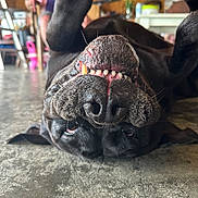 Dala is registered to the contest to win money with this photo: dog, black_dog, upside_down, teeth, tongue, indoor, floor, concrete_floor, pet, animal, playful, funny, close_up, blurred_background, household, paw, snout, canine, relaxed, companion