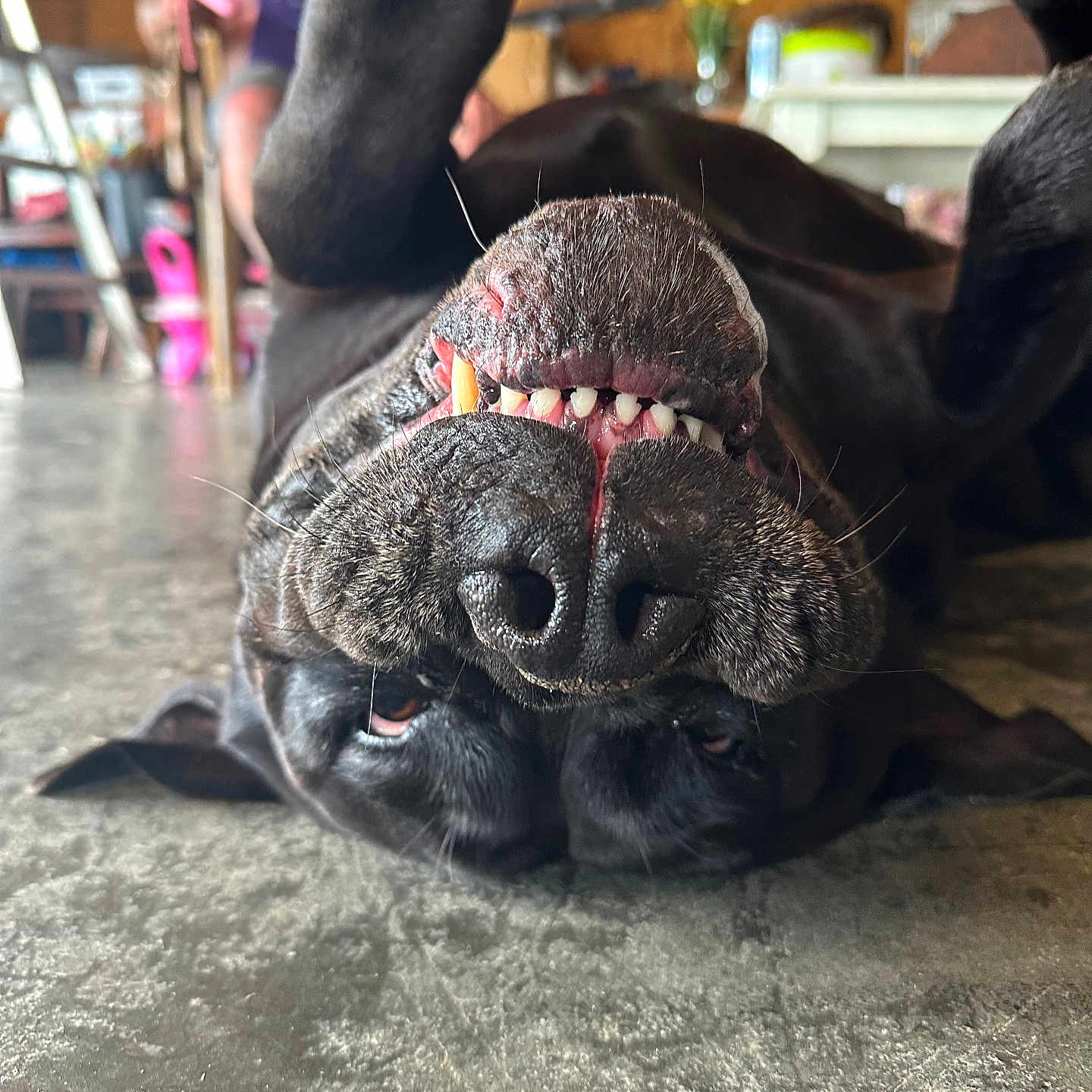 Dala is registered to the contest to win money with this photo: animal, black_dog, blurred_background, canine, close_up, companion, concrete_floor, dog, floor, funny, household, indoor, paw, pet, playful, relaxed, snout, teeth, tongue, upside_down