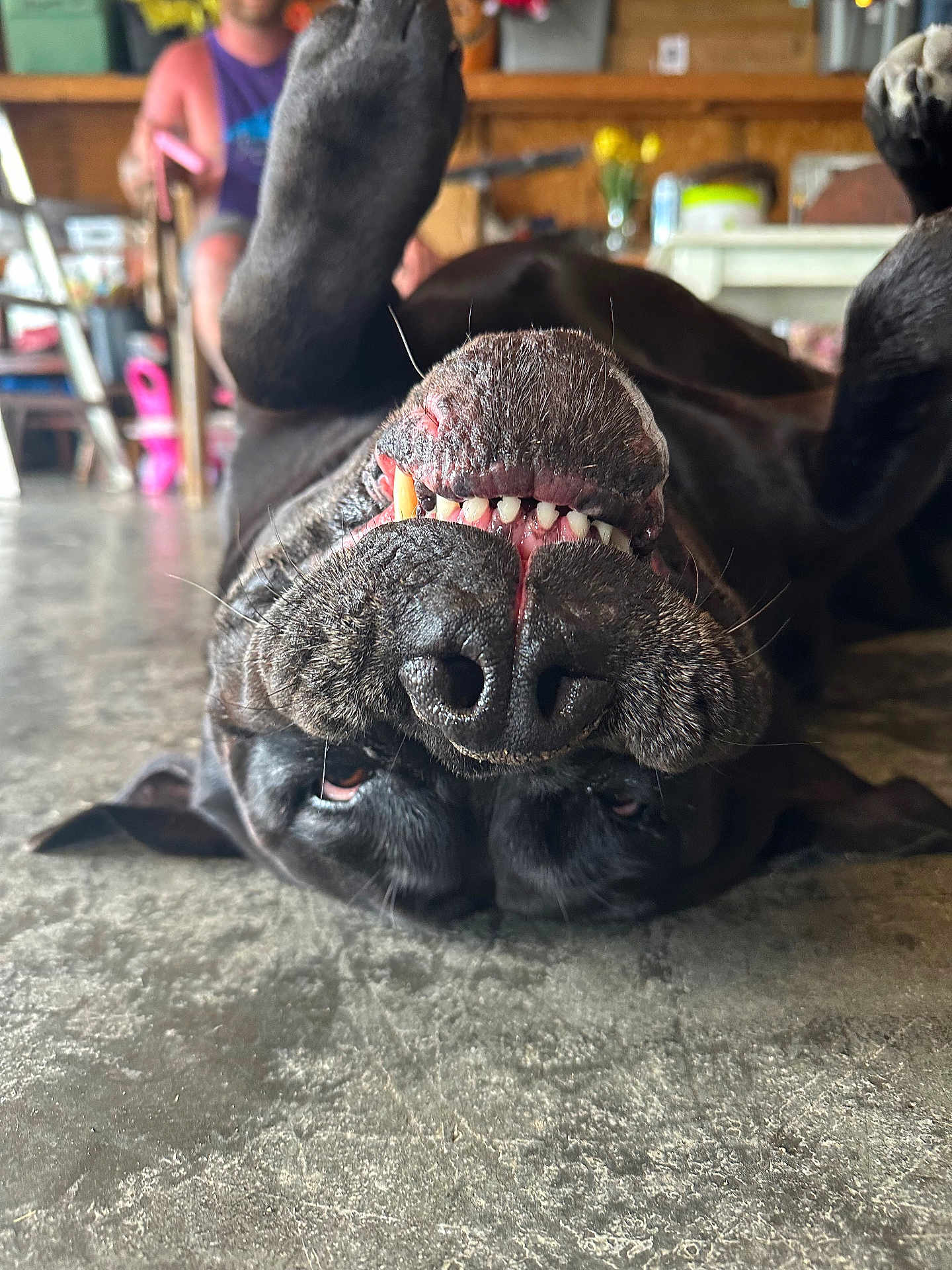 Dala is registered to the contest to win money with this photo: dog, black_dog, upside_down, teeth, tongue, indoor, floor, concrete_floor, pet, animal, playful, funny, close_up, blurred_background, household, paw, snout, canine, relaxed, companion