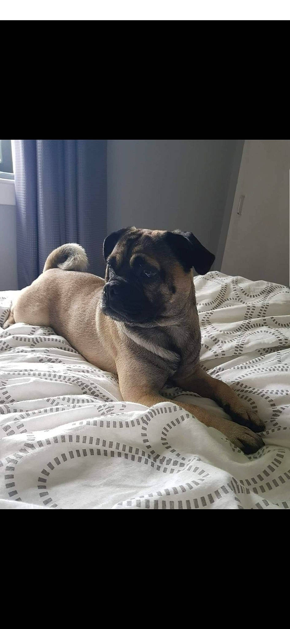 Buddha joined the competition — help win amazing prizes! boerboel, bullmastiff, canidae, carnivore, companion_dog, dog, dog_breed, fawn, mammal, pug, snout, toy_dog, vertebrate