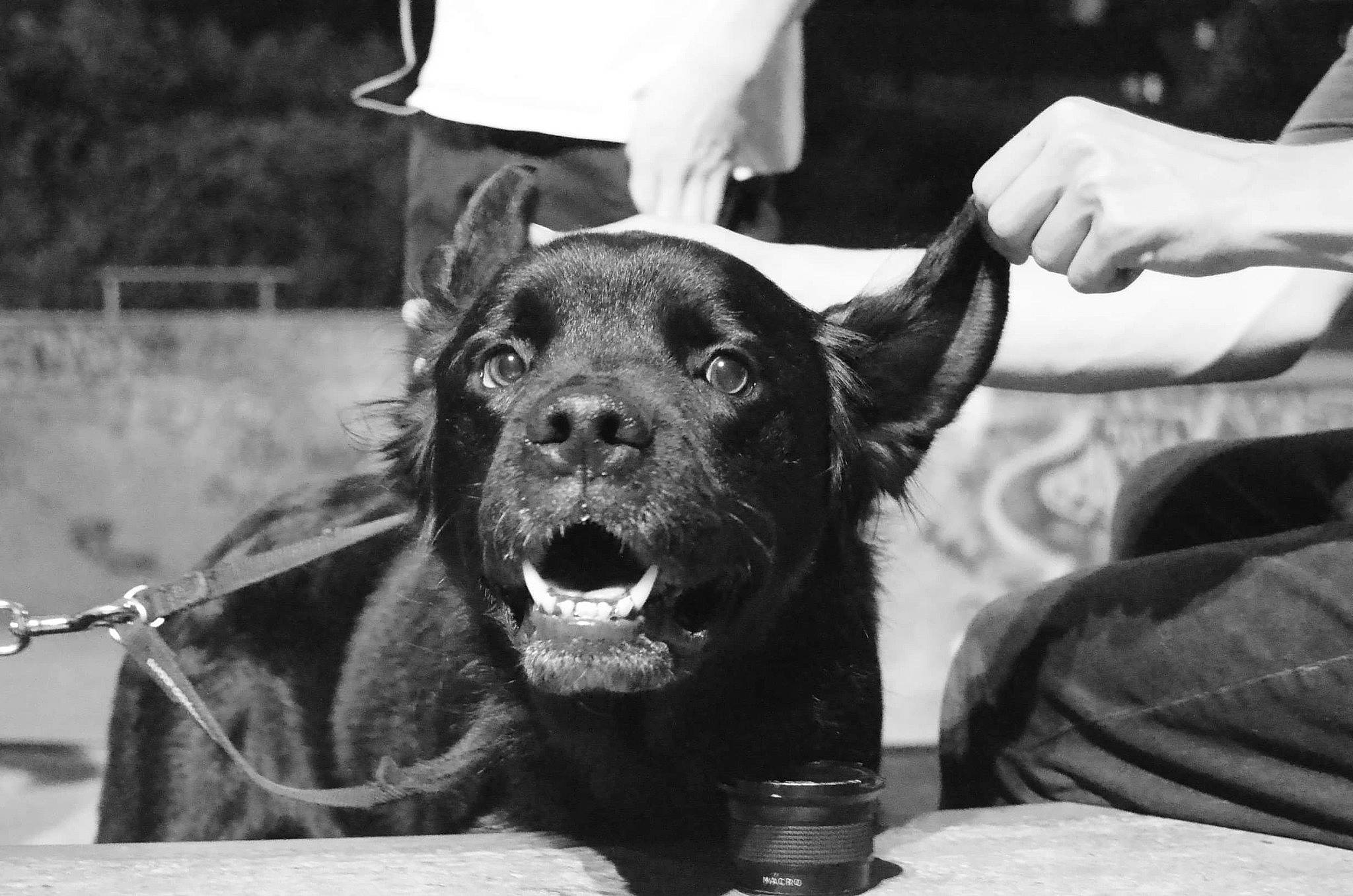 Monty joined the competition — help win amazing prizes! canidae, carnivore, dog, dog_breed, ear, guard_dog, photography, police_dog, snout, sporting_group