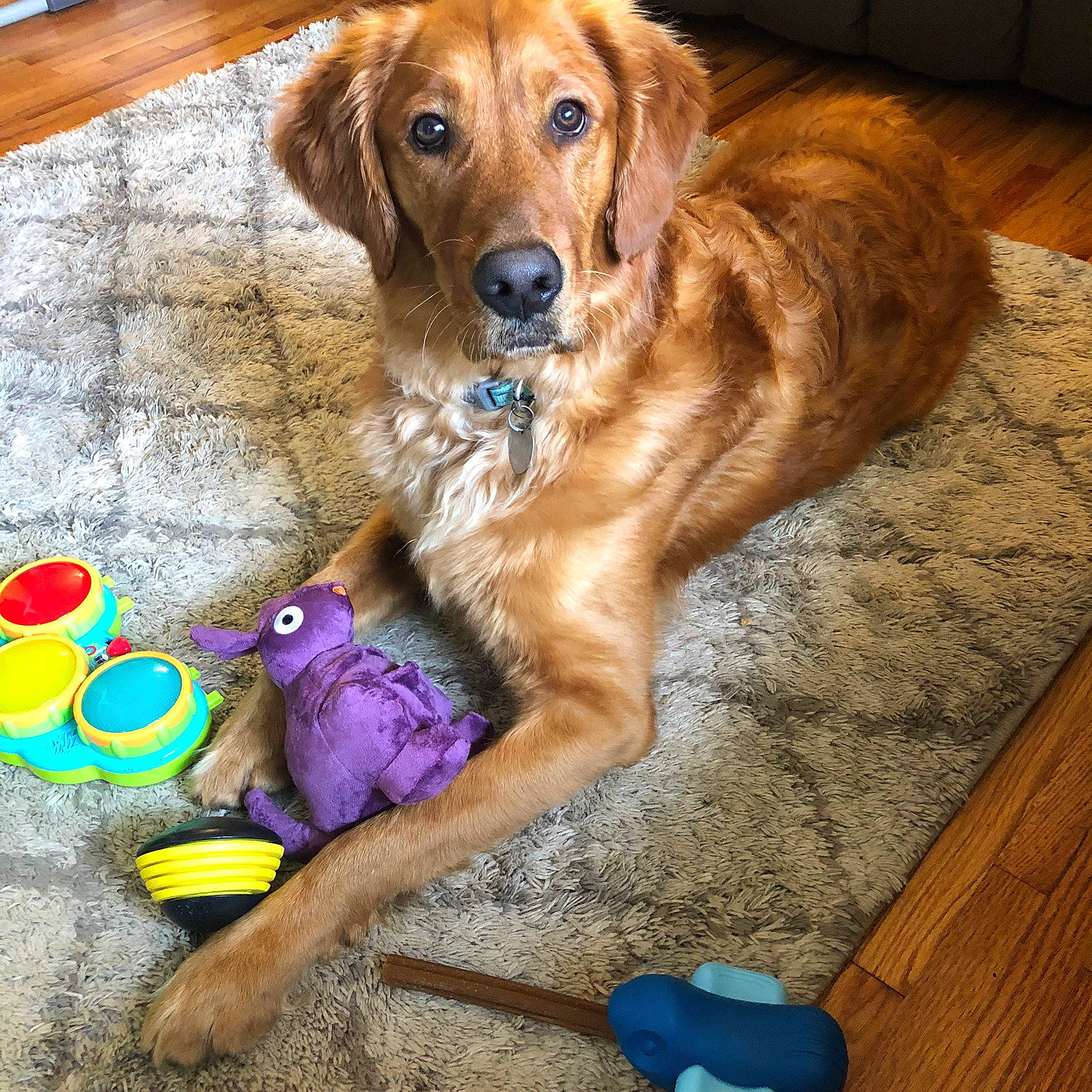 Beau is registered to the contest to win money with this photo: brown, canidae, carnivore, collar, dog, dog_breed, dog_supply, fawn, flooring, hardwood, liver, pet_supply, retriever, snout, sporting_group, toy, vertebrate, wood_flooring, wood_stain, working_animal