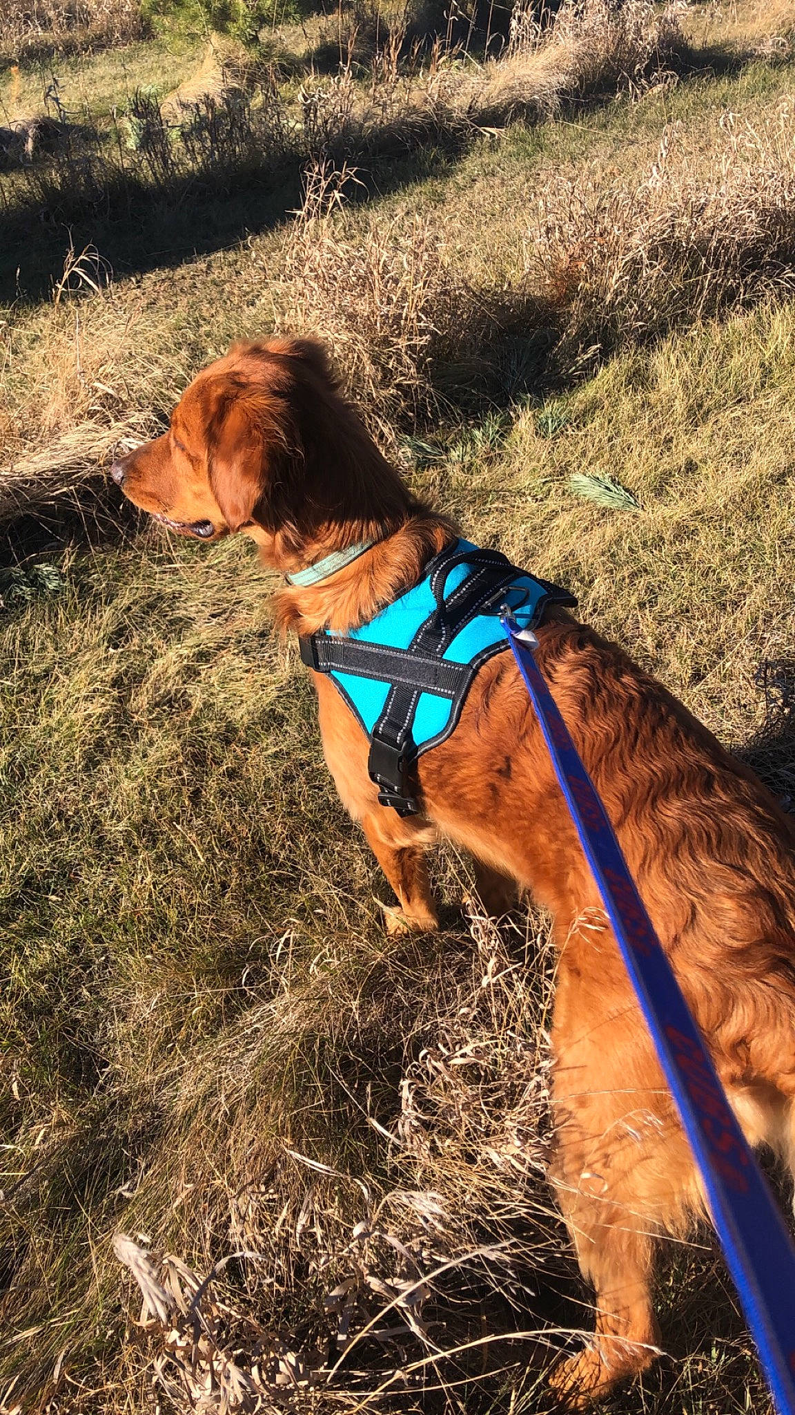 Beau joined the competition — help win amazing prizes! canidae, carnivore, collar, companion_dog, dog, dog_breed, dog_collar, dog_supply, fawn, field, hound, hunting_dog, leash, liver, pet_supply, pointing_breed, scent_hound, sporting_group, tail, working_animal
