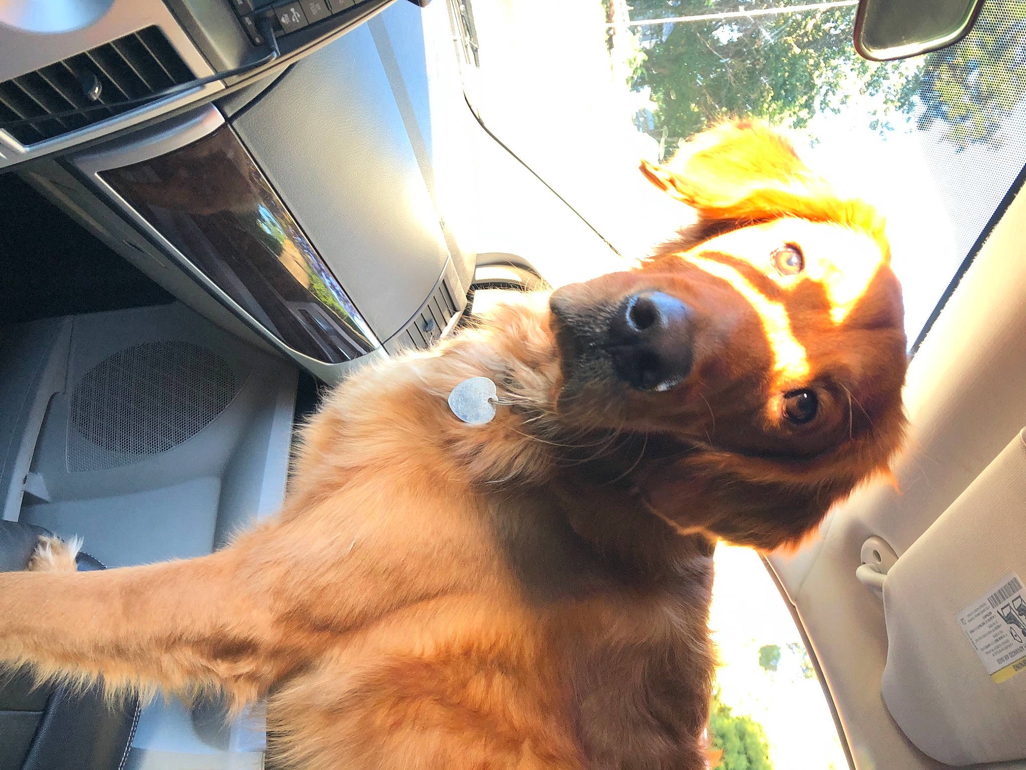 Beau joined the competition — help win amazing prizes! canidae, carnivore, collar, companion_dog, dog, dog_breed, dog_collar, dog_supply, fawn, fur, hunting_dog, liver, pet_supply, snout, sporting_group, tongue, vertebrate, whiskers, working_animal, working_dog