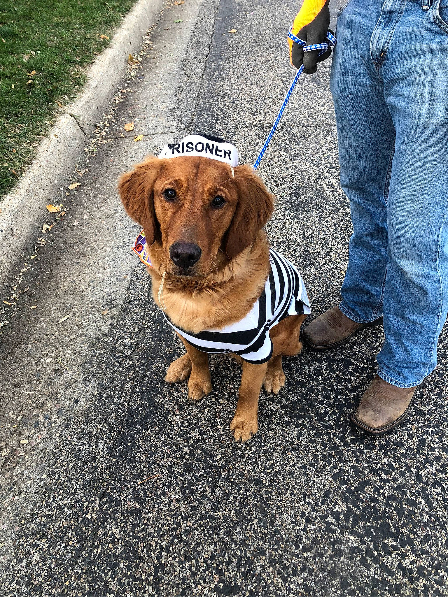 Beau is registered to the contest to win money with this photo: asphalt, carnivore, collar, companion_dog, denim, dog, dog_breed, dog_clothes, dog_collar, dog_supply, jeans, leash, mammal, pet_supply, road_surface, sidewalk, snout, sporting_group, street_fashion, tar