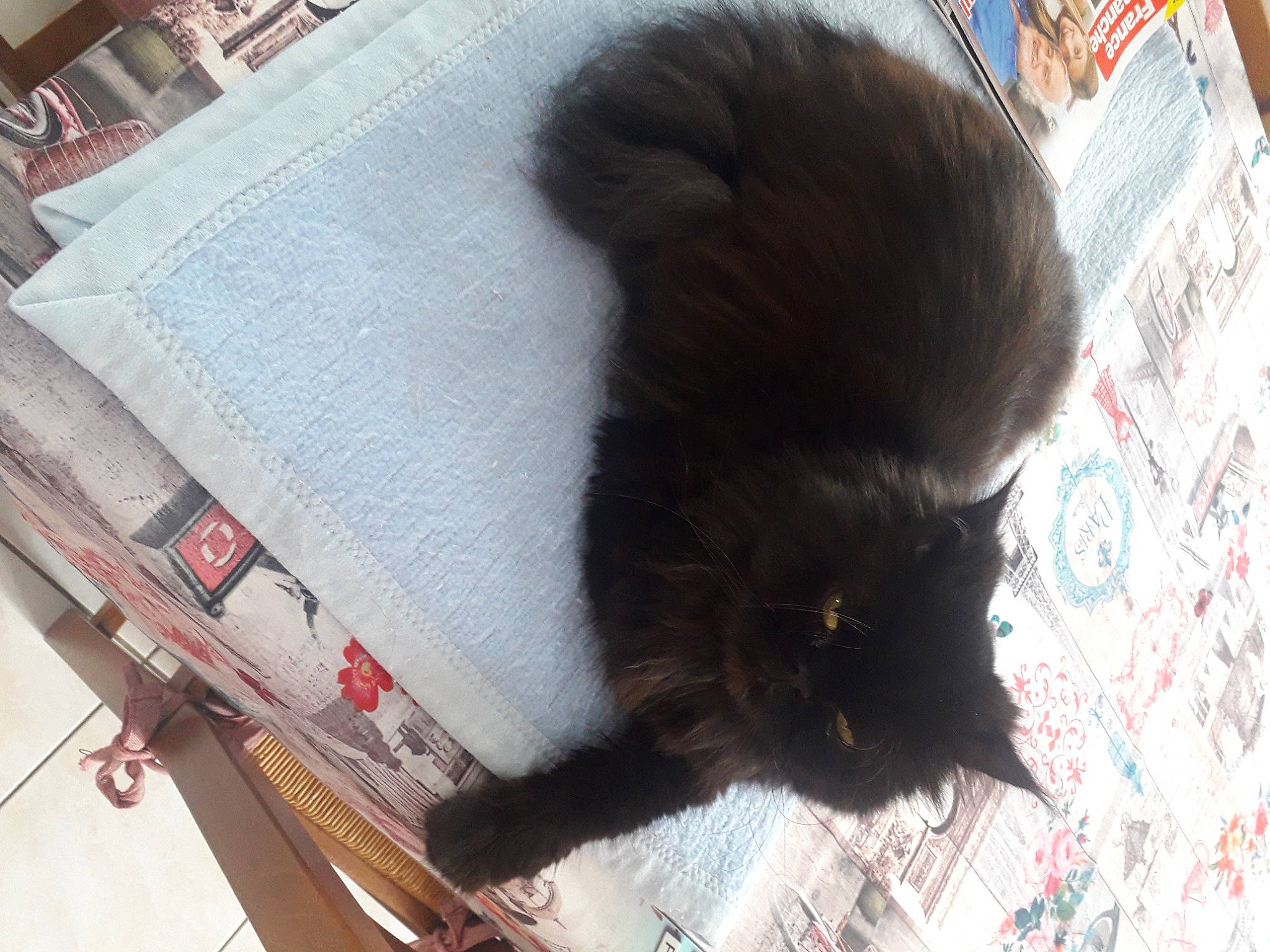 Haribo participe au concours pour gagner de l'argent avec cette photo : black_cat, bombay, canidae, carnivore, cat, claw, companion_dog, dog_breed, domestic_short_haired_cat, felidae, flooring, fur, paw, small_to_medium_sized_cats, snout, sporting_group, tail, terrestrial_animal, vertebrate, whiskers