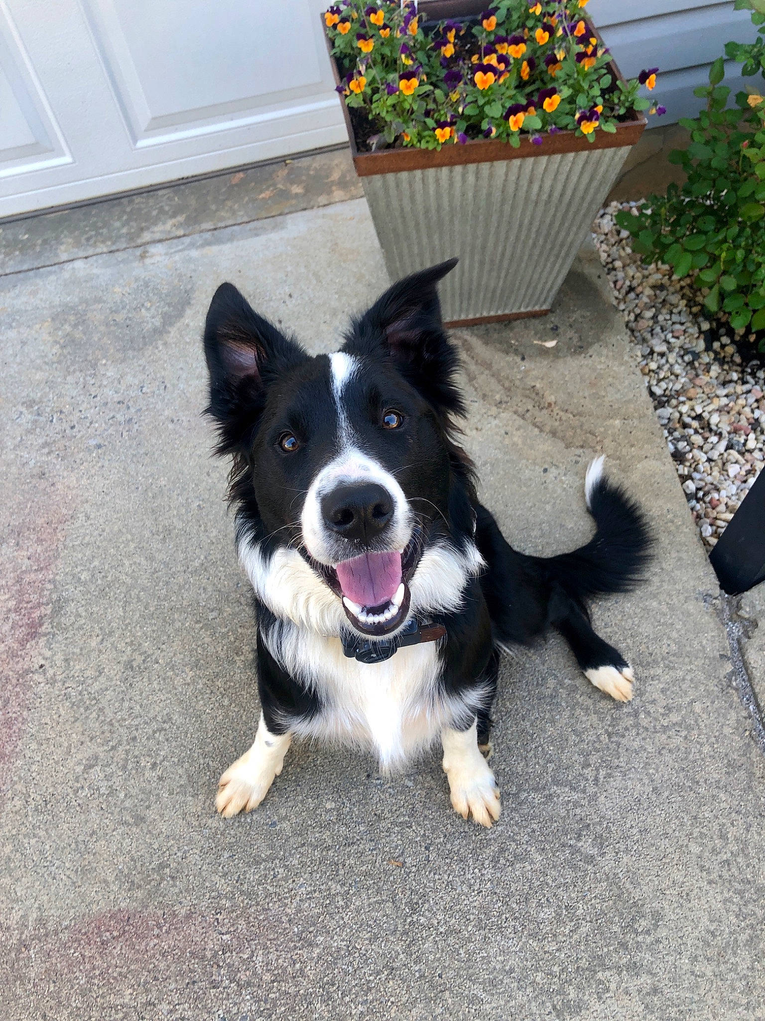 Remington is registered to the contest to win money with this photo: australian_collie, border_collie, canidae, carnivore, companion_dog, dog, dog_breed, herding_dog, karelian_bear_dog, mammal, mcnab, rare_breed_dog, russo_european_laika, sporting_group, vertebrate, welsh_sheepdog, working_dog