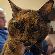Purrcee is registered to the contest to win money with this photo: animal, blurred_background, cat, close_up, collar, domestic_animal, ears, face, focus, fur, home, indoor, person, pet, portrait, relaxed, seated, tag, tortoiseshell_cat, whiskers