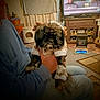 adult, animal, architecture, building, canine, computerhardware, couch, dog, electronics, furniture, hardware, indoors, livingroom, monitor, person, pet, puppy, room, screen, tv