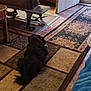 affenpinscher, animal, architecture, building, canine, cat, clothing, dog, furniture, hardwood, homedecor, indoors, interiordesign, jeans, livingroom, pants, pet, puppy, room, wood